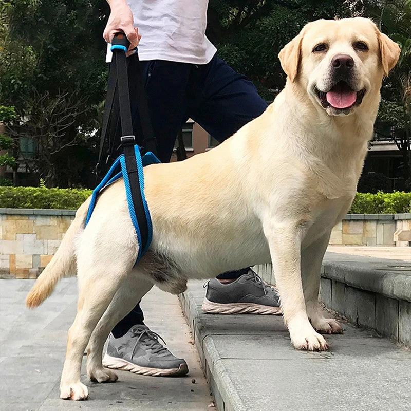 Dog Support Harness for Back Legs