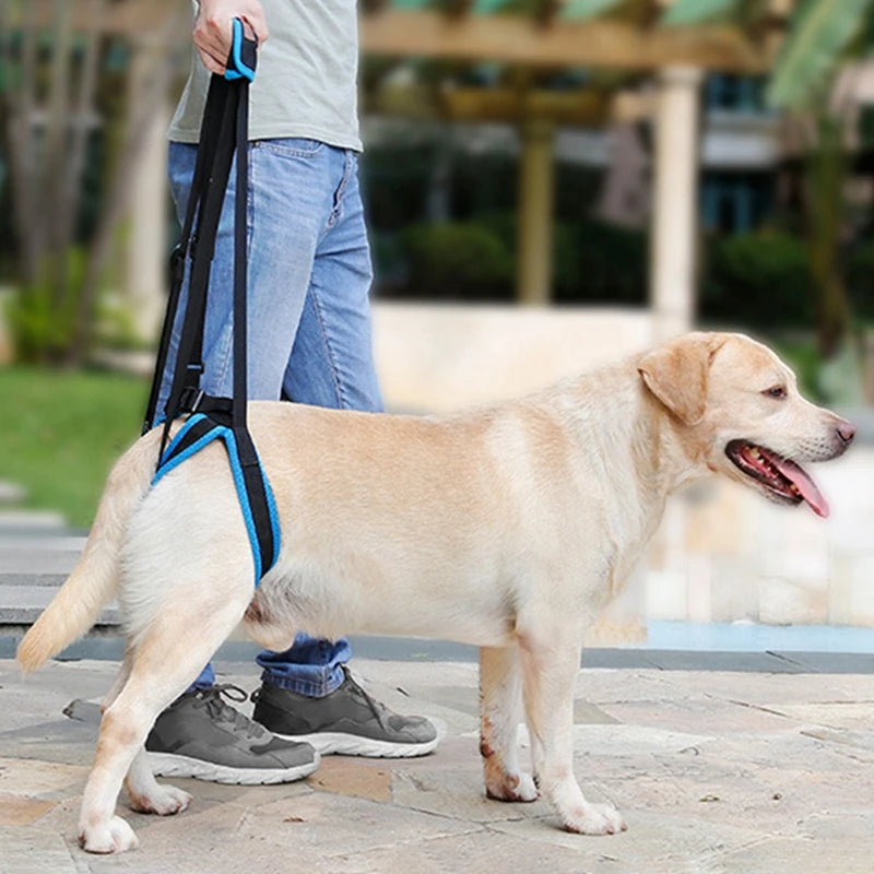 Dog Support Harness for Back Legs